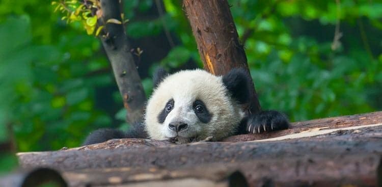 How to Get Paid to Play With Baby Pandas All Day Long