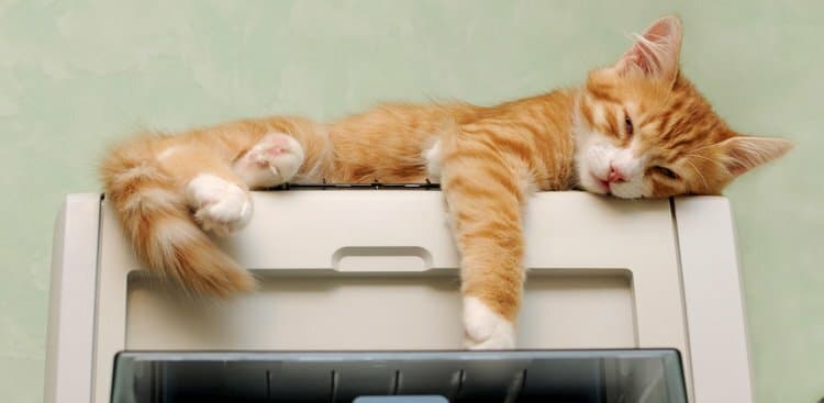 Why You Really Should Bring Your Pet to the Office