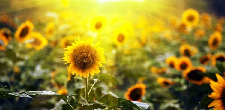 3 Small Steps Toward a Much Happier Life