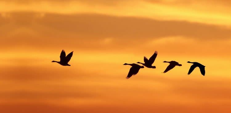 birds migrating