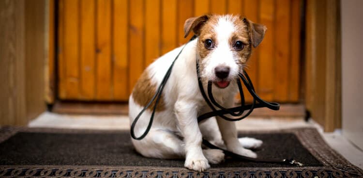 13 Animals Who Also Can’t Wait to Get Out the Door