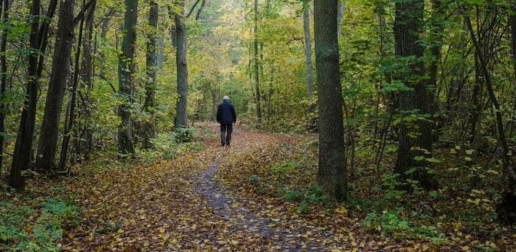 woods