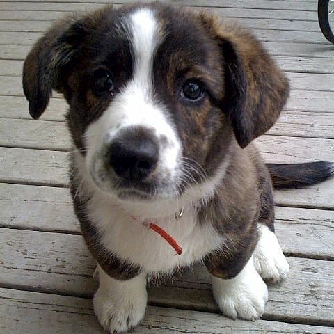Insta-Puppy (and 4 Other Apps We Wish Existed)