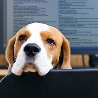 12 Animals Who Get What You're Going Through
