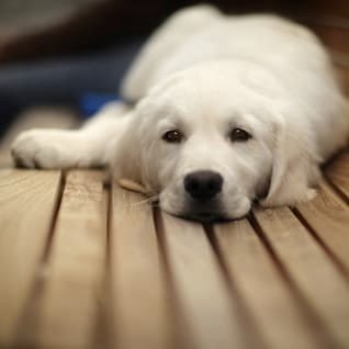 12 More Animals Who Get What You're Going Through