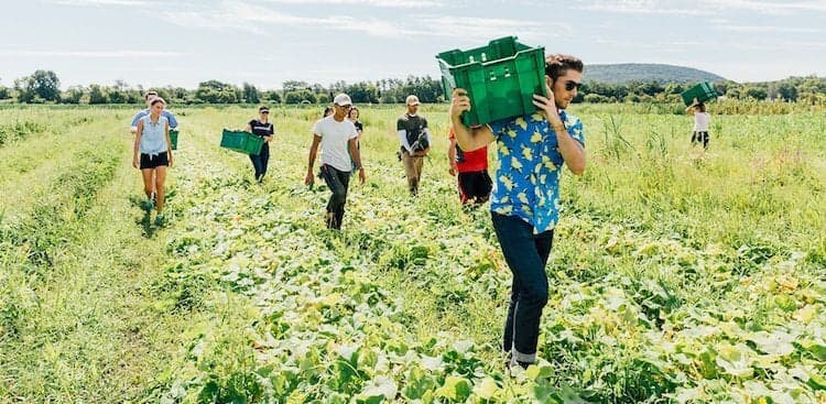 DIG employees walking through and collecting food from a farm