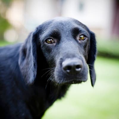 7 Dogs Who Understand How You Feel About Mondays