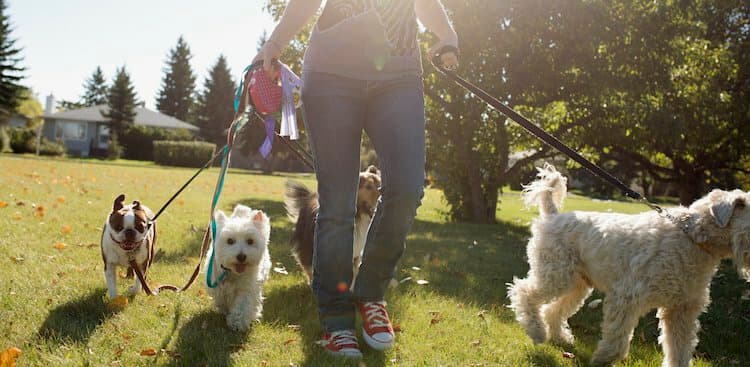 person walking dogs