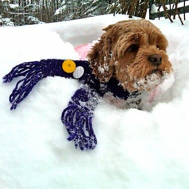 10 Animals Who Are Better at Winter Than You